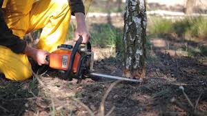 Best Tree Preservation Services  in Mccrory, AR