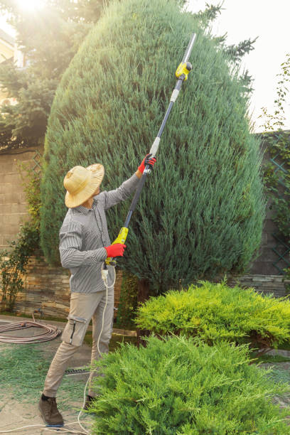 Professional Tree Services in Mccrory, AR