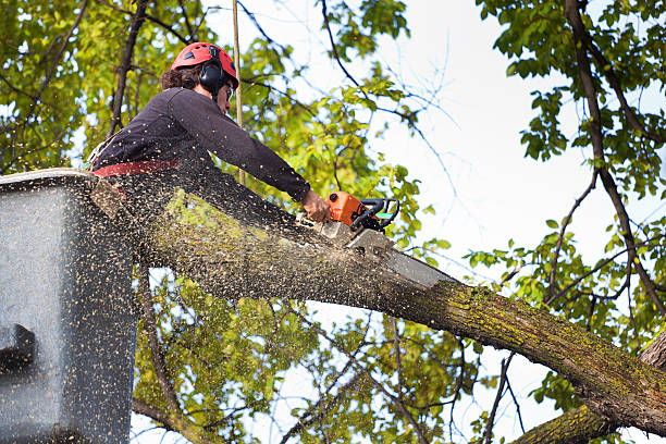 Best Storm Damage Tree Cleanup  in Mccrory, AR